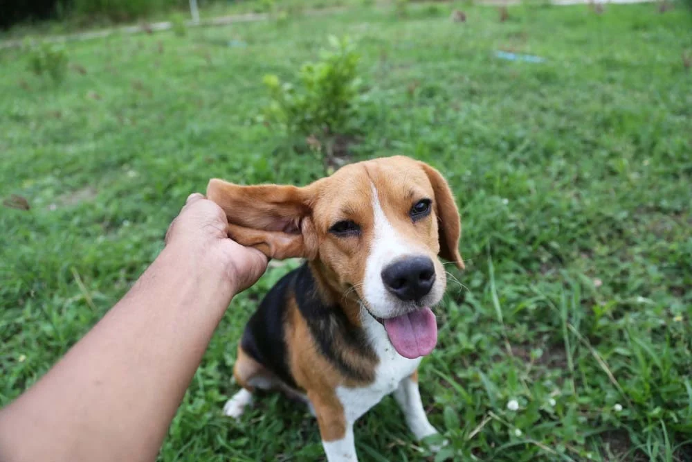 Pessoa pegando orelhas de Beagle na mão