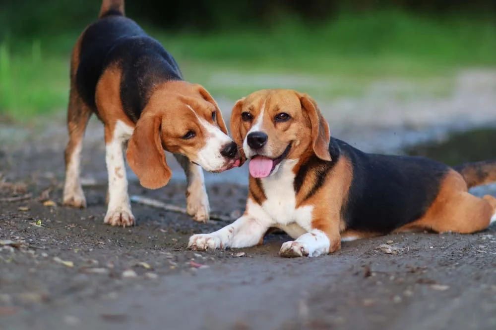 Dois Beagles juntos