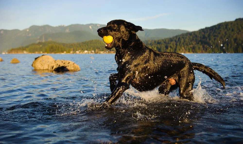 Adulto ou filhote, Labrador preto ama brincar na água