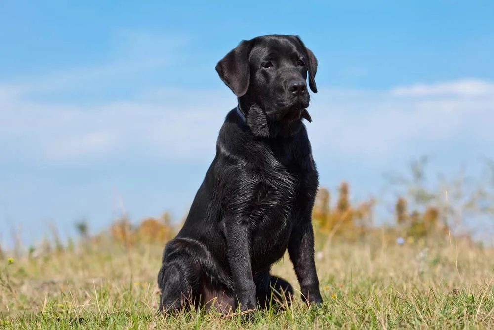O cachorro da raça Labrador não é um cão de guarda