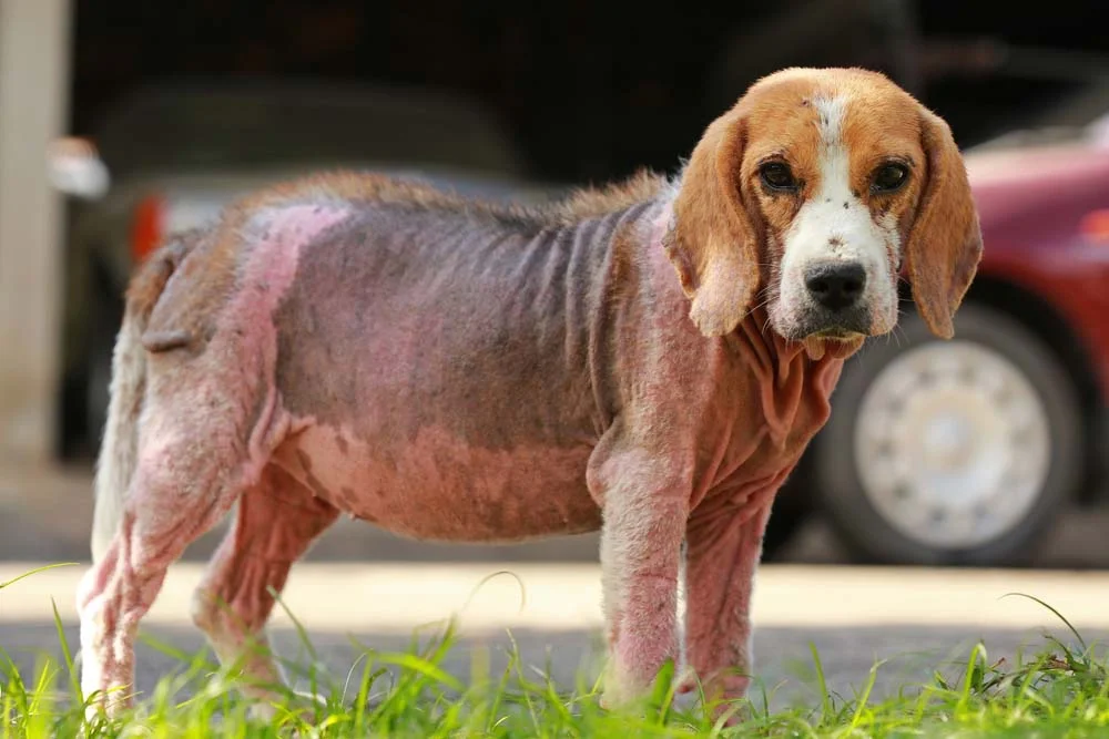 Sarna demodécica em cães: sintomas como vermelhidão e queda de pelo são comuns