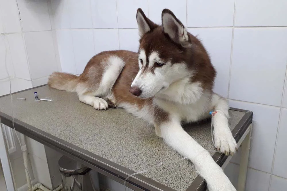 A quimioterapia em cachorro é feita com medicamentos injetáveis
