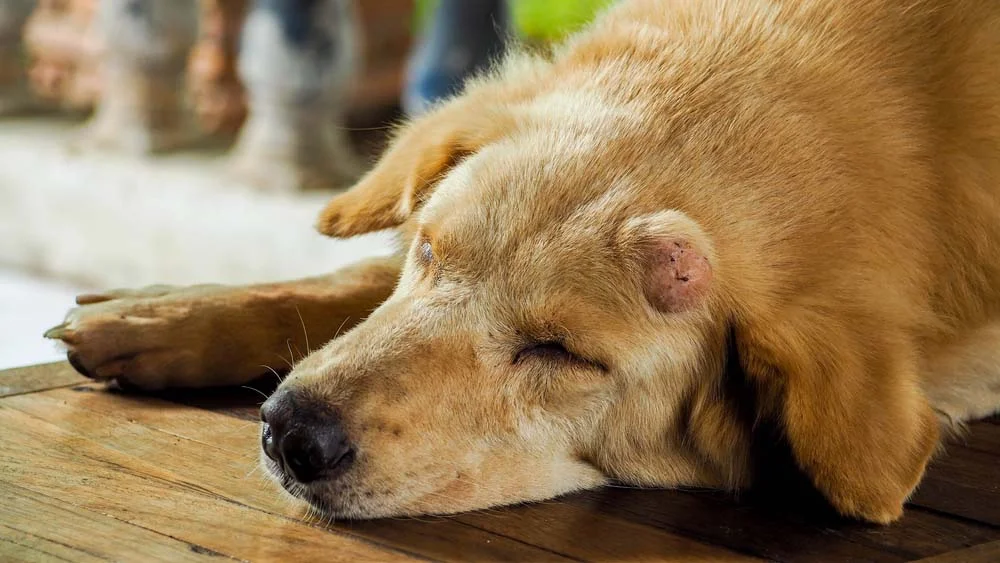  Câncer em cachorro: os nódulos são o sinal mais marcante da doença