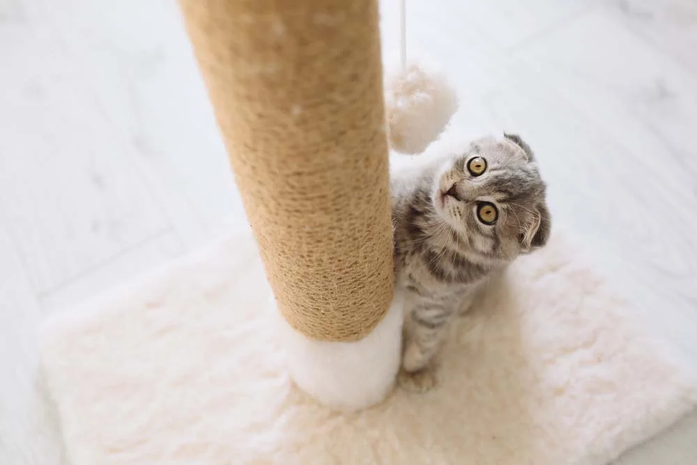 Arranhador para gatos é a maneira mais eficaz de evitar que o felino arranhe os móveis