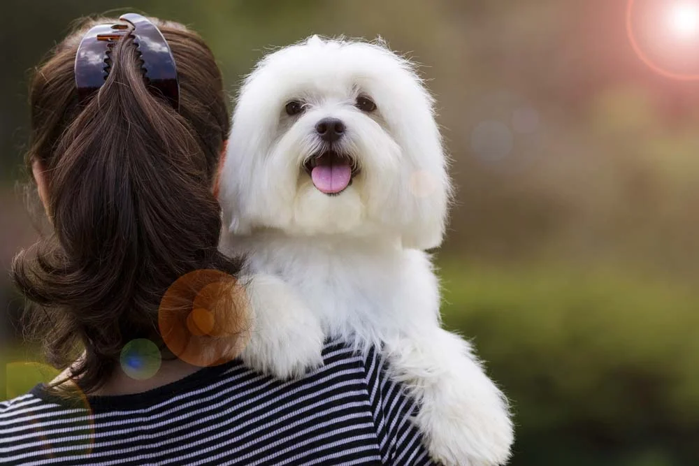 O Maltês é um cachorro de pequeno porte classificado como uma raça toy