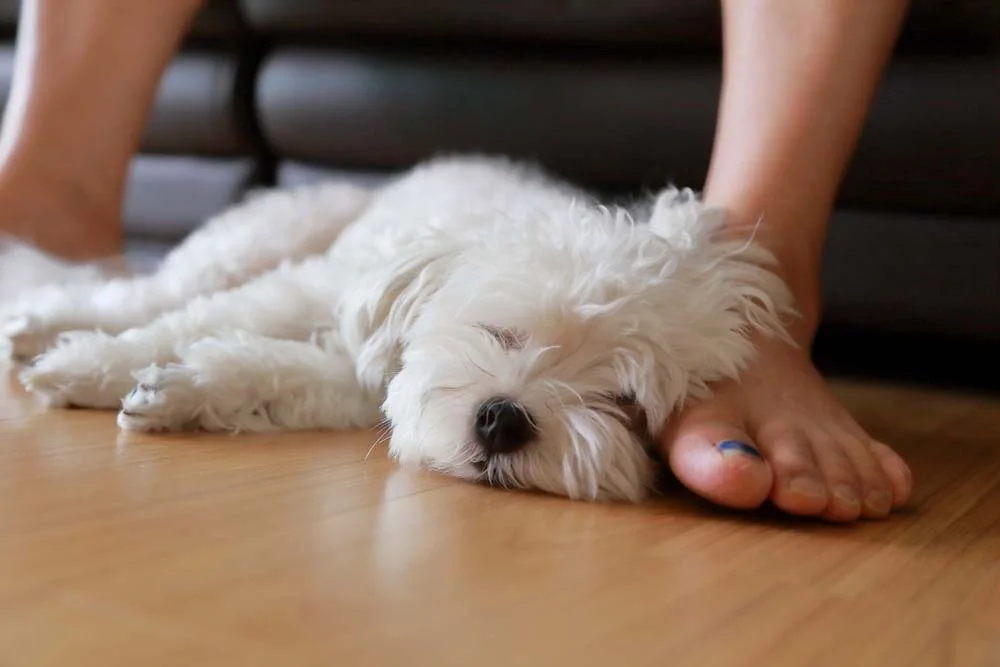 O cachorro Maltês é ideal para apartamentos e casas pequenas