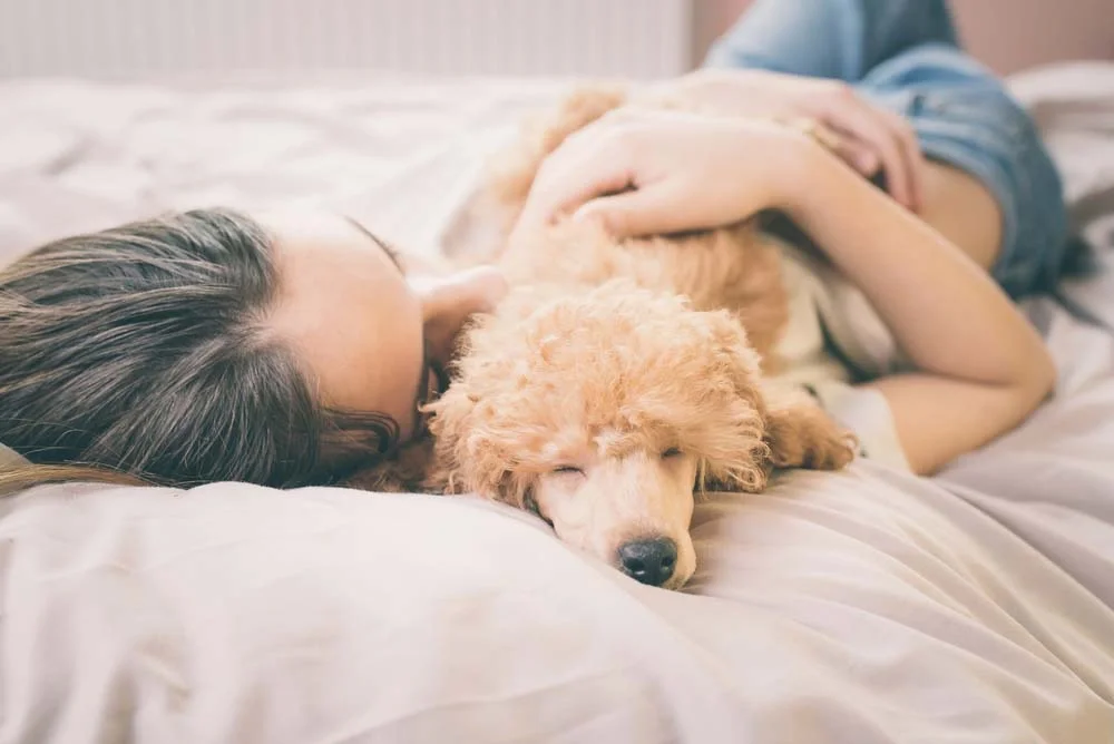 Para saber o que significa sonhar com cachorro, você deve analisar todo o sonho e sua situação atual