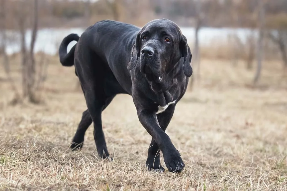 Fila Brasileiro preto