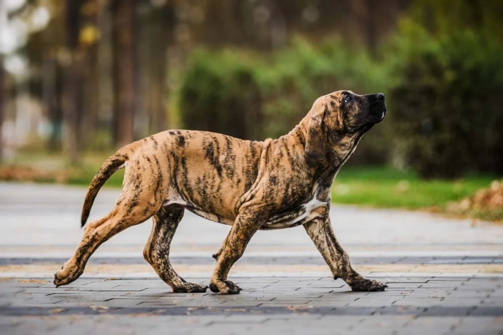 Fila Brasileiro tigrado