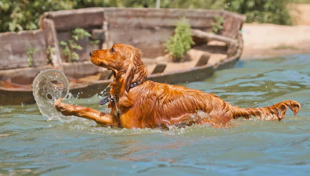 O Cocker spaniel também ama se exercitar brincando na água