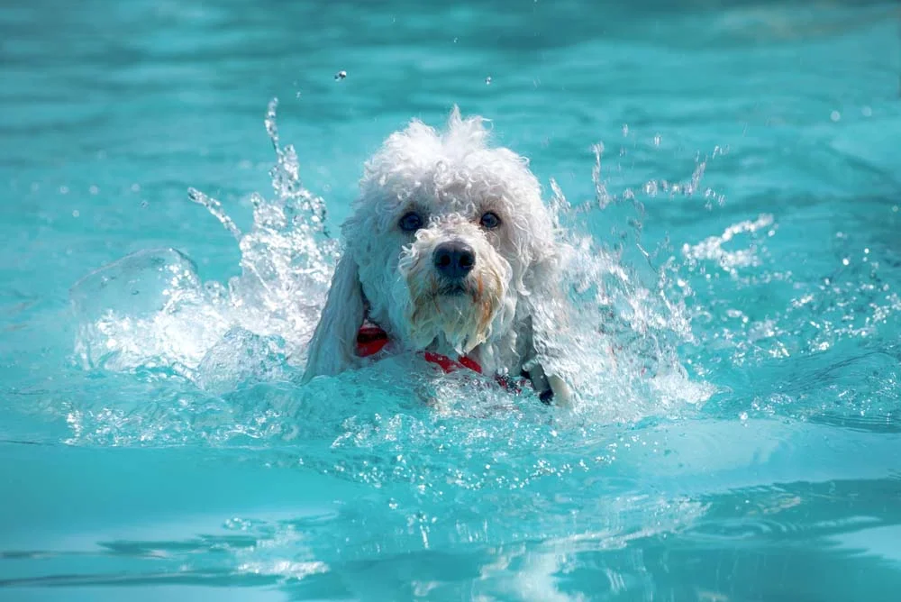Mesmo pequenininho, o Poodle vai com tudo em piscinas e praias