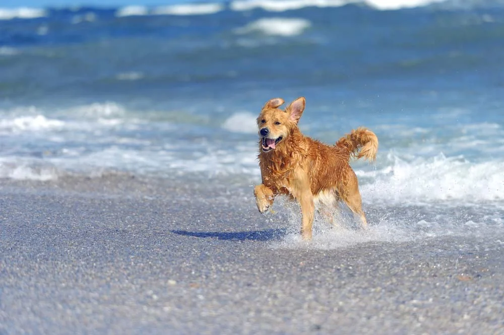O Golden retriever ama brincar na água, seja em uma piscina ou na praia