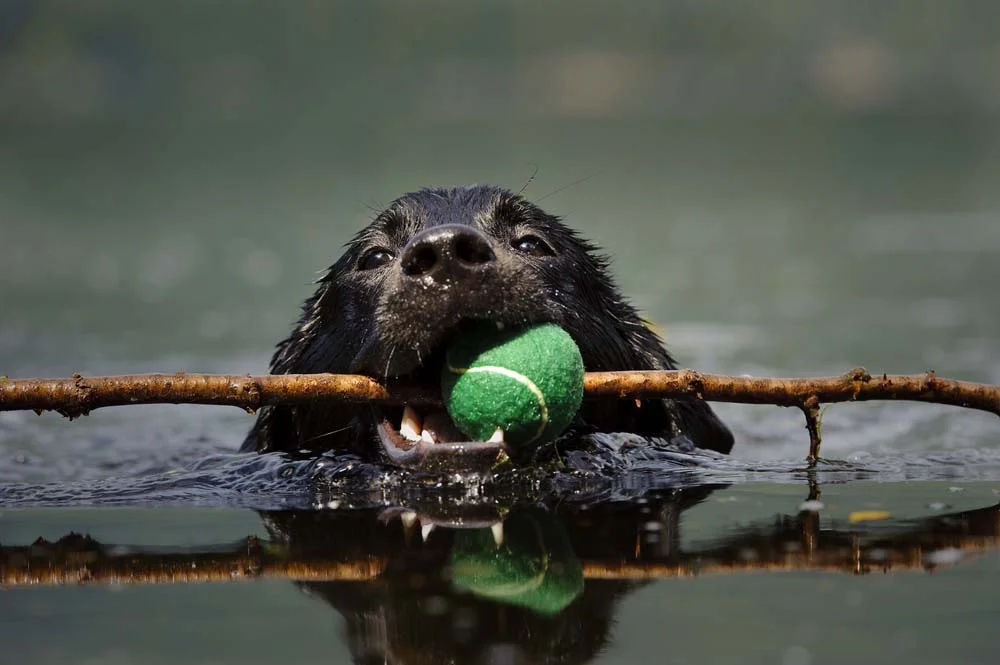 O Labrador mostra sua versão mais feliz quando está brincando na água