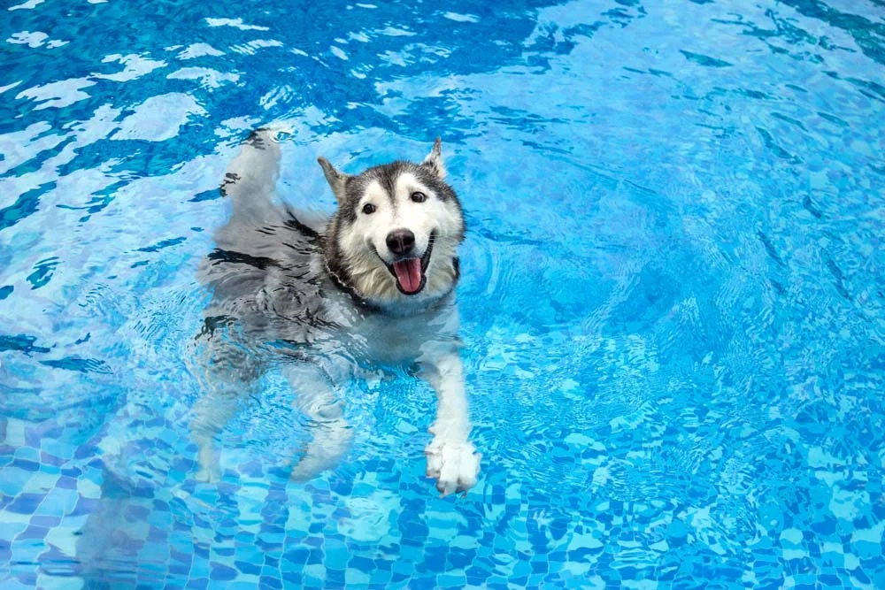O Husky siberiano aproveita a brincadeira na água para se refrescar