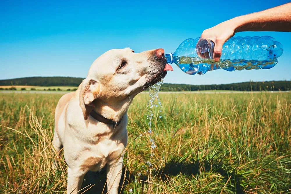 Deixe água fresca à disposição do seu cãozinho e não se esqueça de sempre levar uma garrafinha para os passeios!
