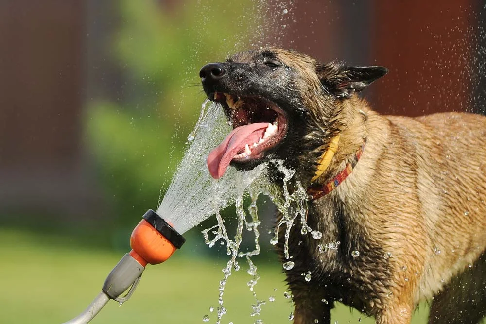 Cachorro com calor: uma forma de amenizar a situação são as brincadeiras na água!