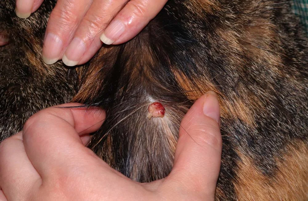 Muitos tipos de câncer em gatos começam com uma pequena ferida ou úlcera