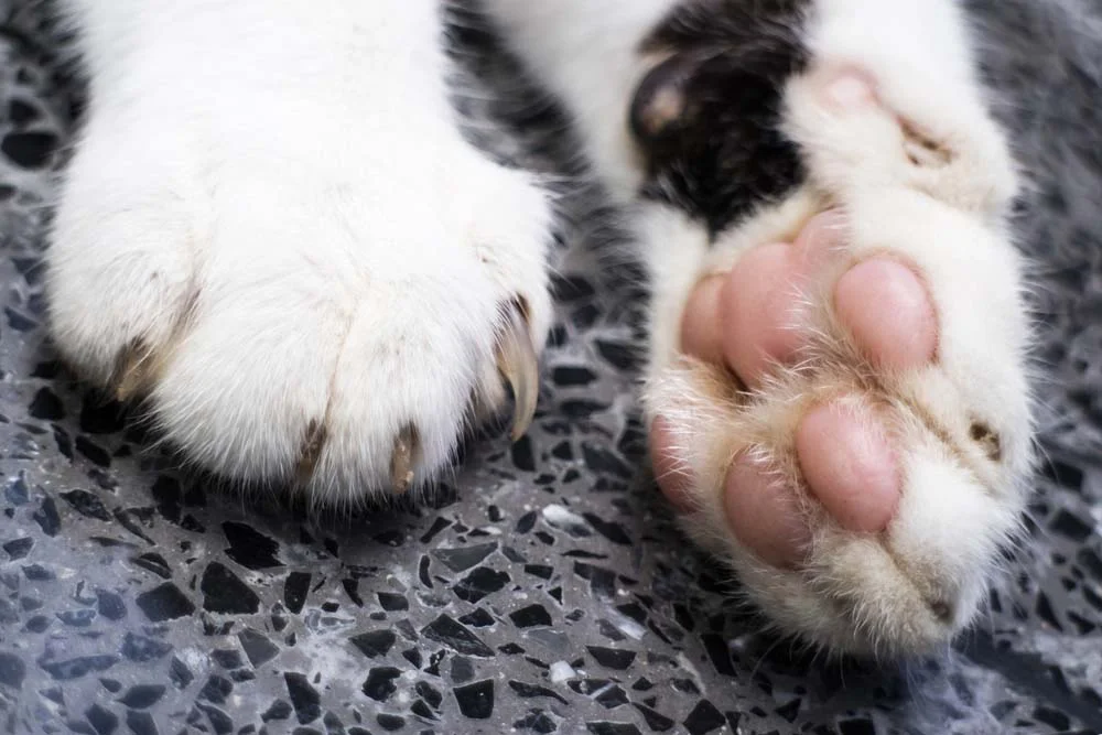 As unhas de gato são fundamentais para garantir a mobilidade do seu bichano