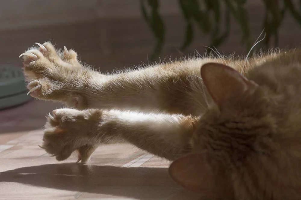 Cortar as unhas de gato é essencial para garantir o bem-estar do seu pet