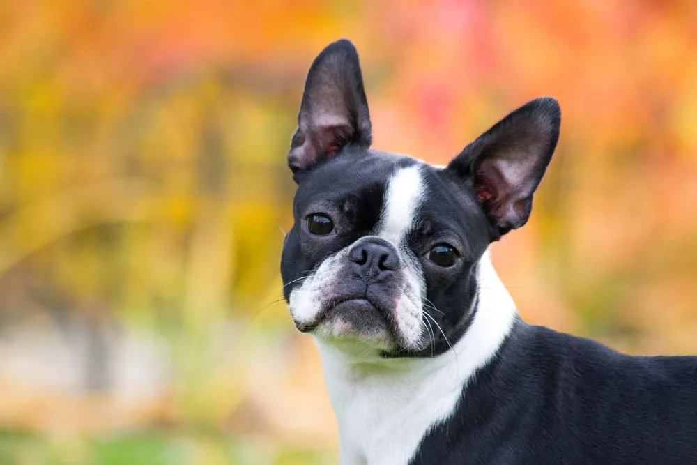 O Boston Terrier tem as orelhas mais pontiagudas e eretas