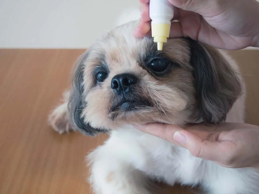 Depois da cirurgia de catarata em cachorro, o animal continua em tratamento com colírios
