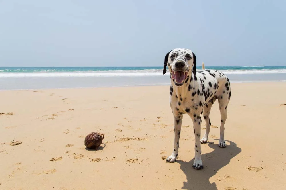 Protetor solar: cachorro com a pelagem mais clara, como o Dálmata, tem mais tendência de desenvolver tumores na pele