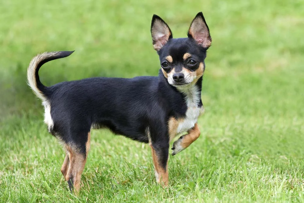 Chihuahua de pelo curto preto com a patinha dianteira levantada