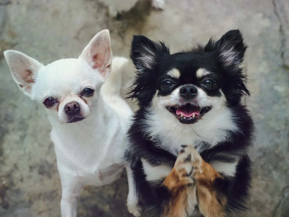 Dois Chihuahuas juntos, um de pelo longo e outro de pelo curto