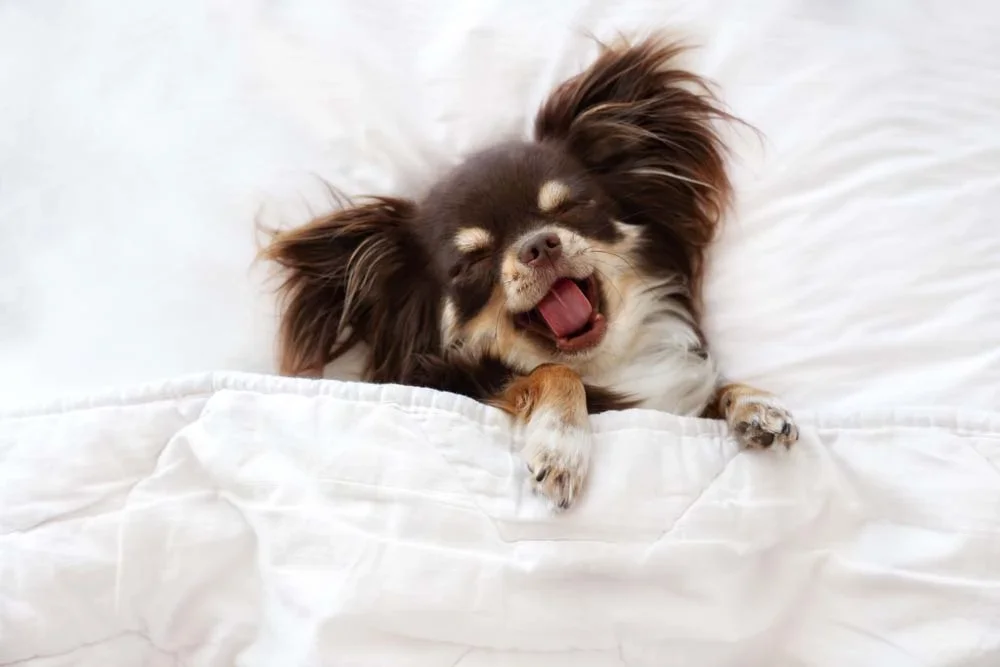 Chihuahua pelo longo deitado na cama bocejando