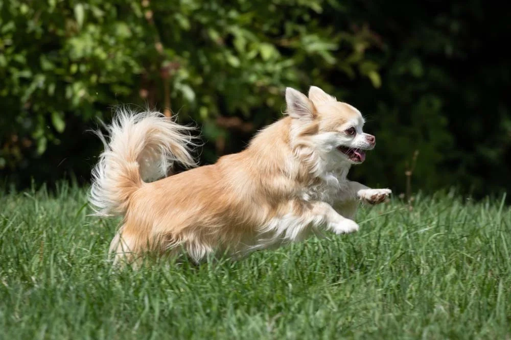 Chihuahua caramelo pelo longo correndo ao ar livre