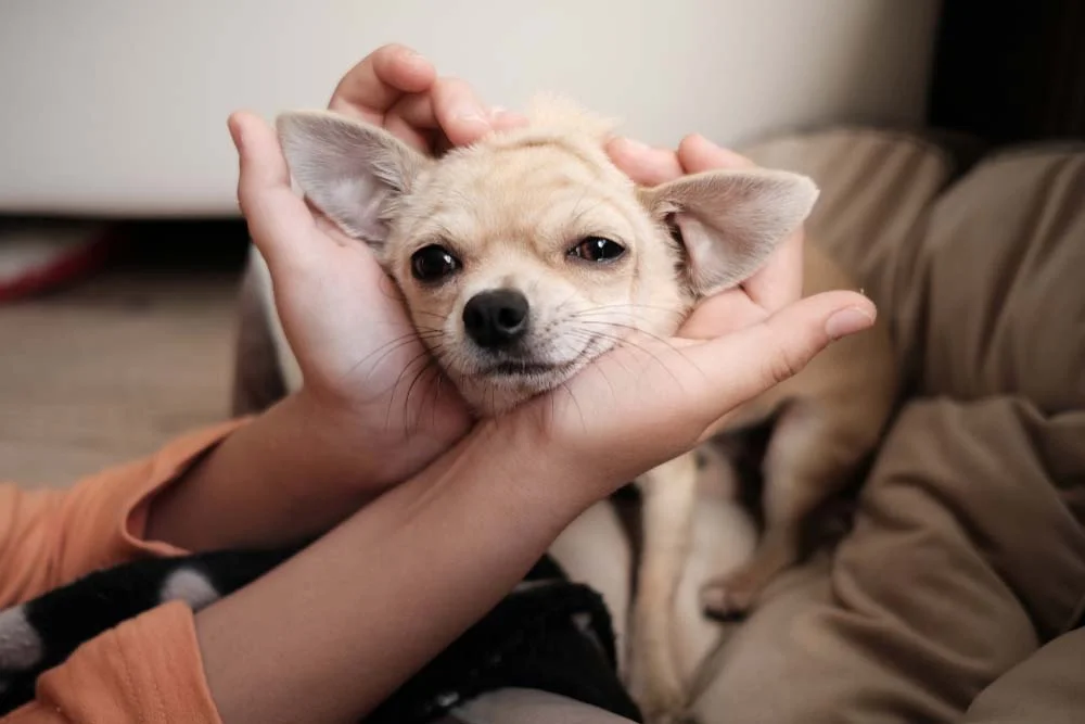 Pessoa segurando as orelhas de Chihuahua pelo curto
