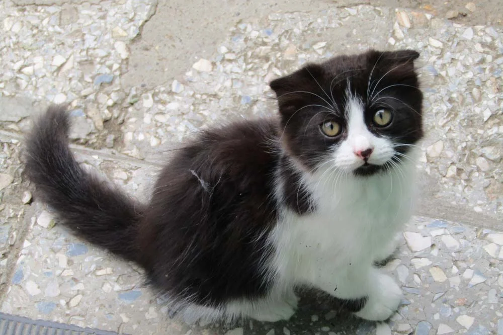 Gato preto e branco filhote