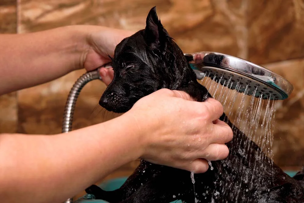 Na hora de banho em filhote de cachorro, verifique se a temperatura da água está morna