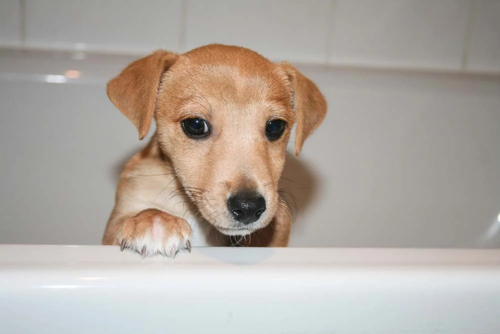 O filhote de cachorro precisa ficar calmo e relaxado na hora do banho