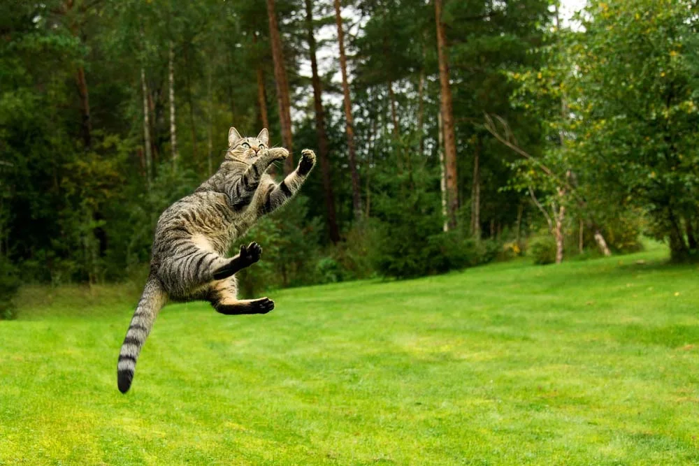 A estrutura óssea do gato faz com que ele tenha a habilidade de escalar lugares altos e saltar muito bem