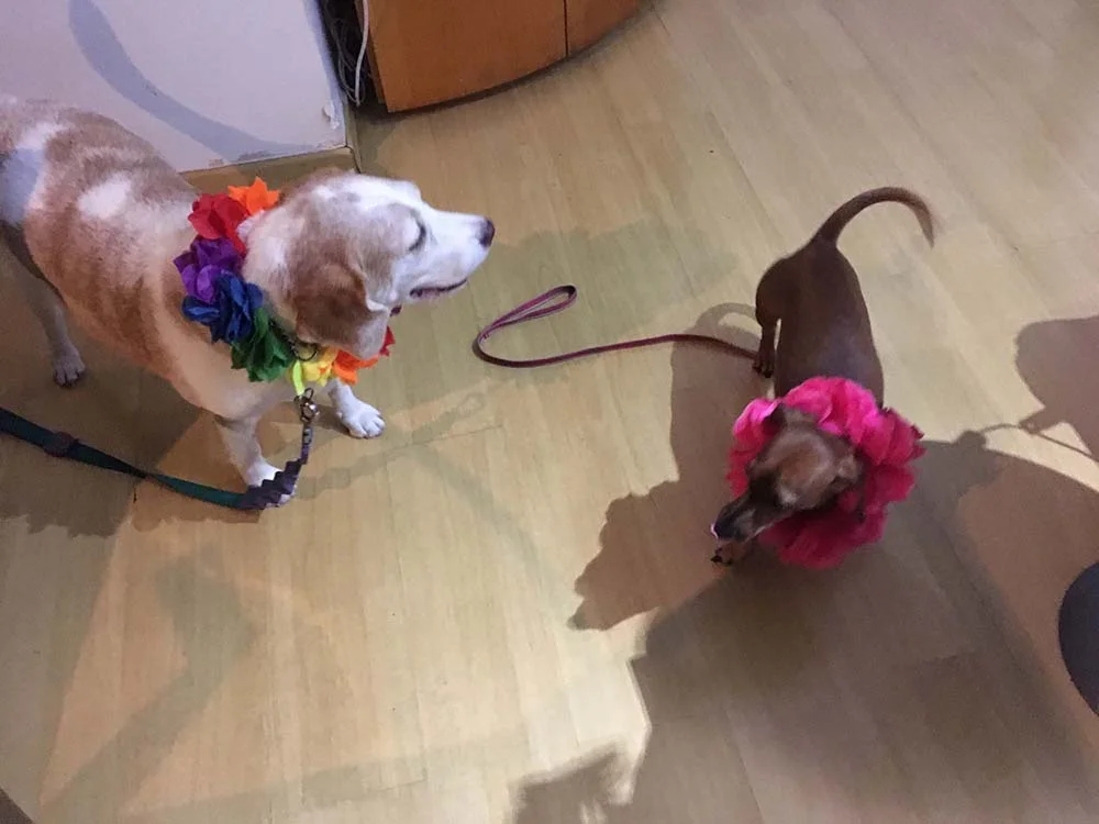 O Guga e a Amora adoram acessórios e já estão com seus colares havaianos para curtir o Carnaval
