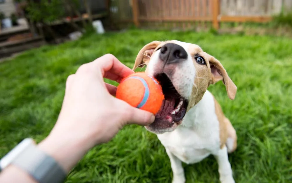 Os cachorros adoram uma bolinha colorida para se divertir e existem várias opções para isso