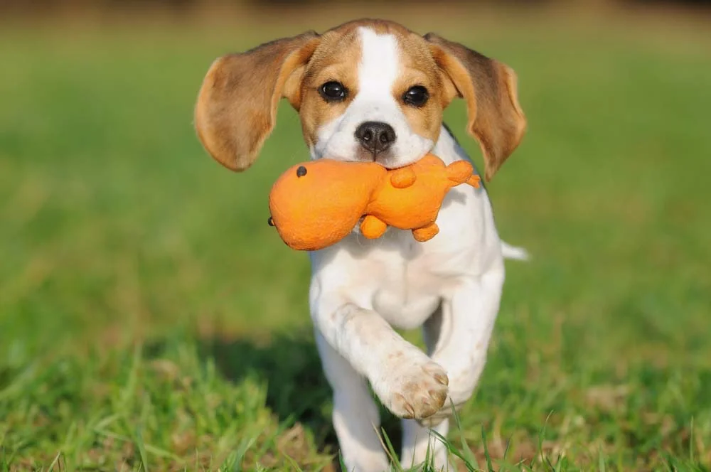 Alguns brinquedos para cachorro estimulam habilidades cognitivas do animal