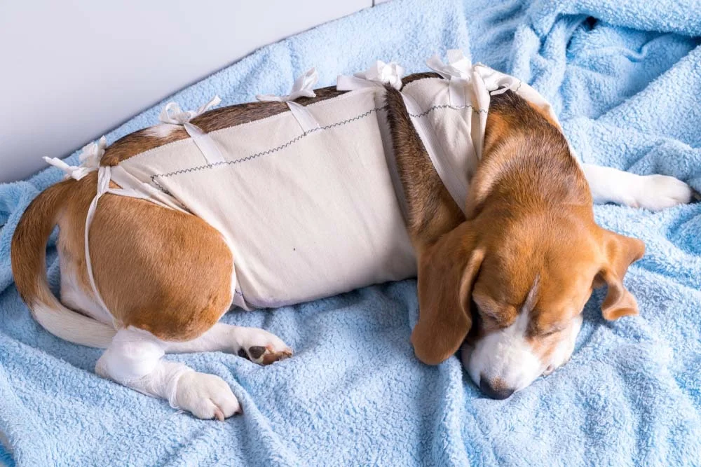 Com a roupa cirúrgica, cachorro tem mais conforto e facilidade para se movimentar