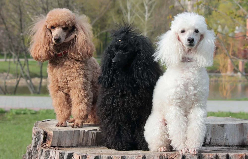 Poodle: cachorro pode ter diferentes cores que variam do preto ao branco