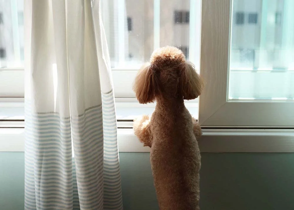Poodle: personalidade do cão não permite que ele fique sozinho durante muito tempo