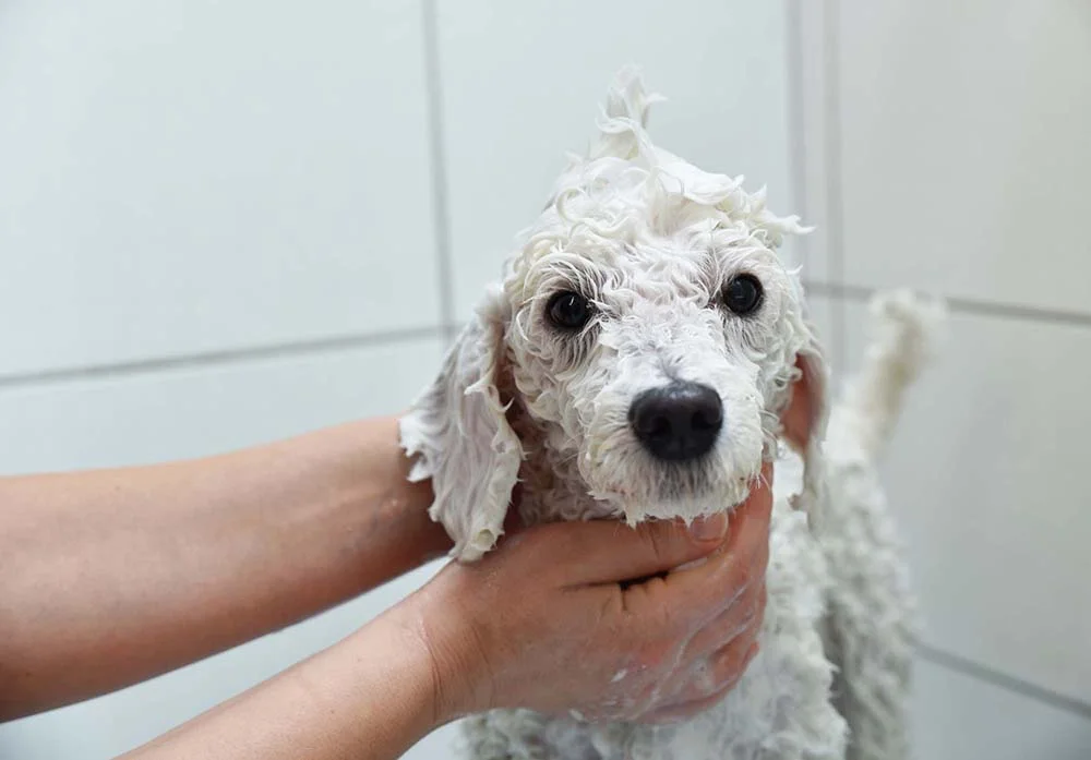 Cachorro Poodle: os banhos frequentes mantêm os pelos encaracolados mais bonitos e sedosos