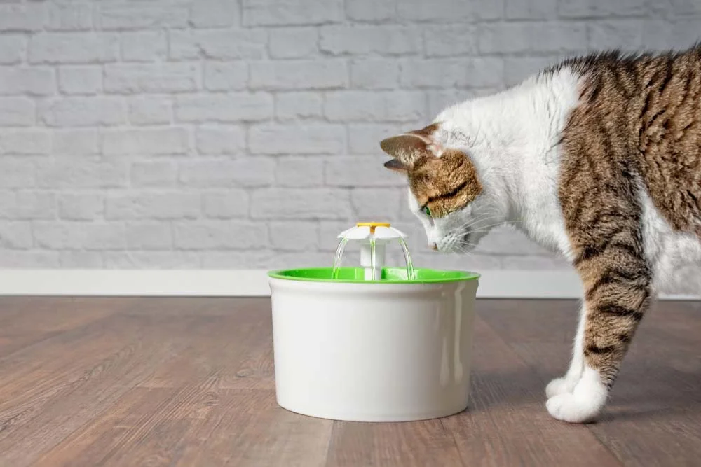 Fonte para gatos, semelhantes a um bebedouro, ajudam a estimular os felinos a beber mais água