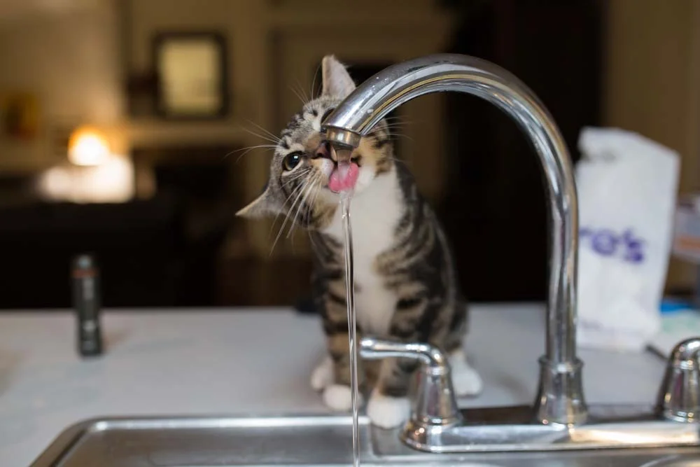 Bebedouro para gatos: mesmo que eles gostem da água da torneira, o ideal é comprar um produto específico para isso