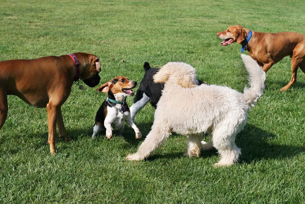 No parque de cachorro, seu pet vai aprender sobre limites e como abordar um novo animal