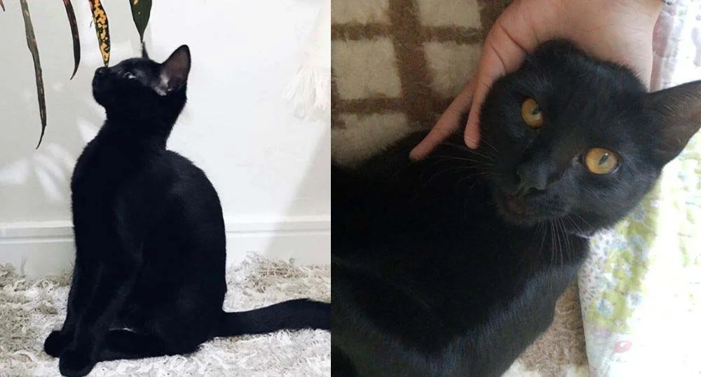 Essa gatinha preta linda é um amor em forma de bichano!