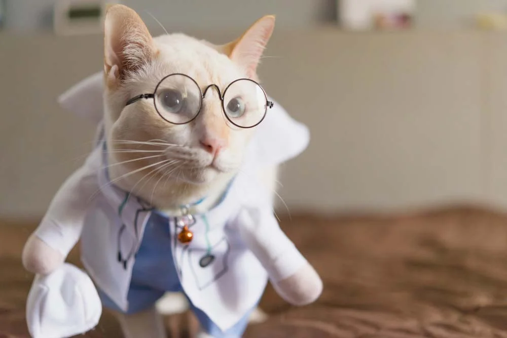 Gato com roupa de médico é demais para os nossos corações, né? Uma gracinha!