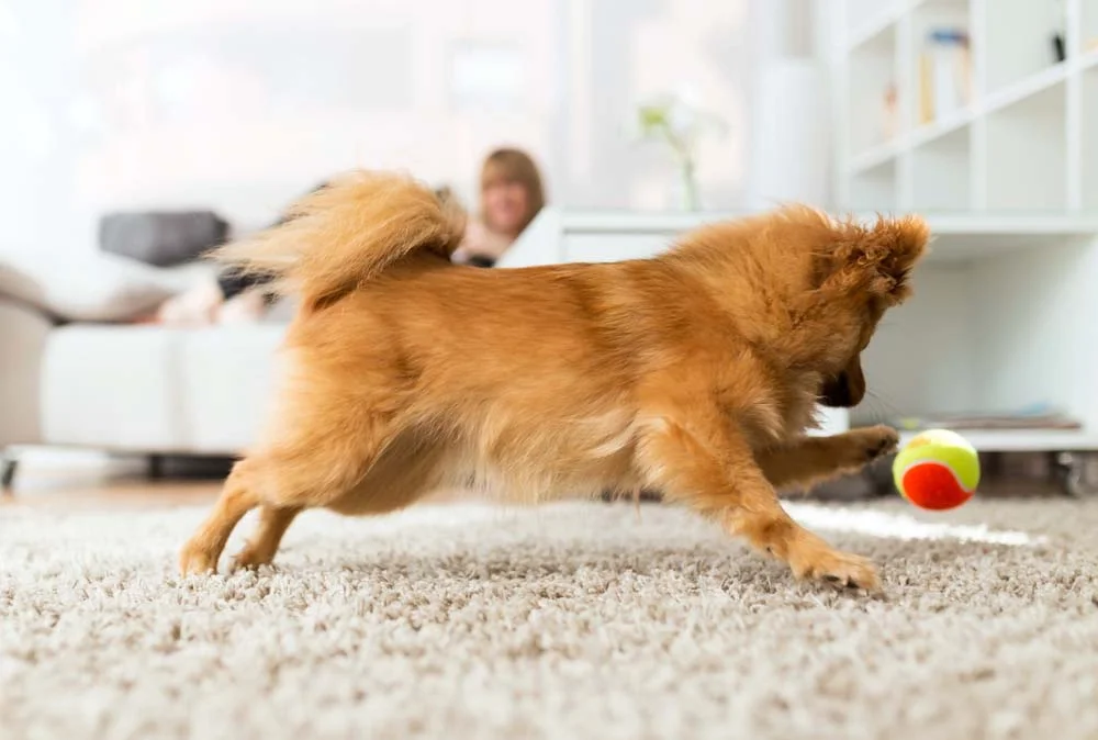 Brinquedos para cachorro: jogar bolinha é ótimo para seu amigo gastar energia