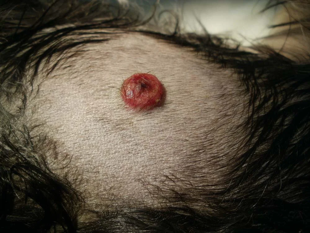 É comum que alguns tipos de câncer de pele em cachorro comecem com pequenas feridas arredondadas na superfície da pele
