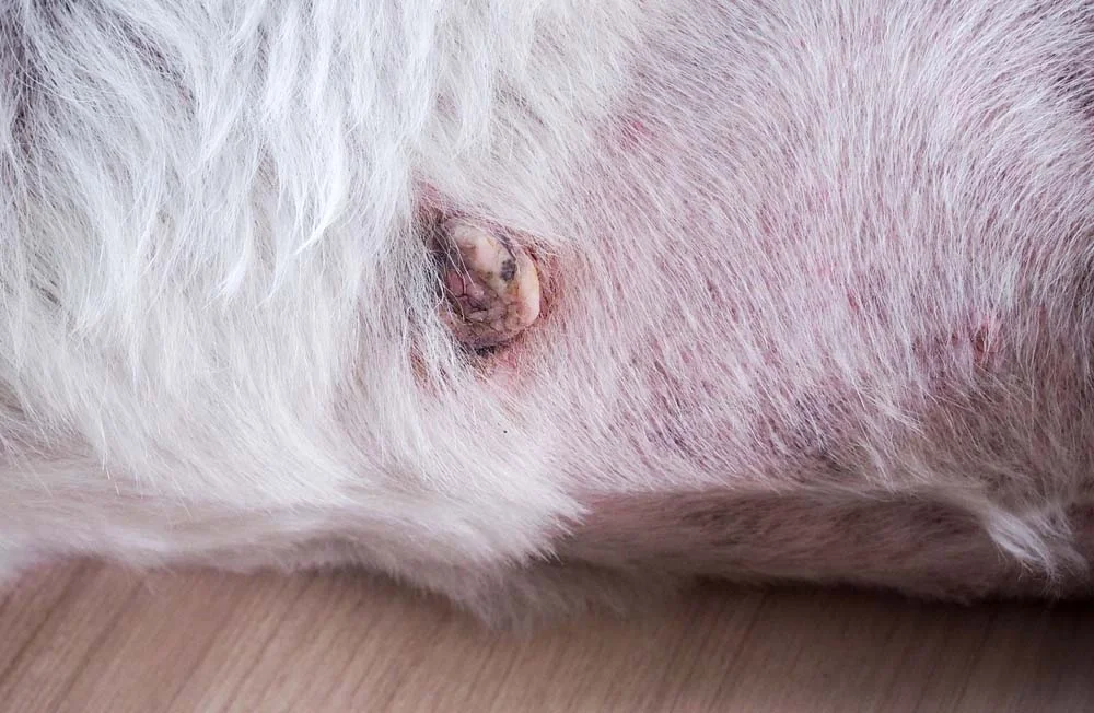 Câncer de pele canino costuma afetar mais os cachorros brancos